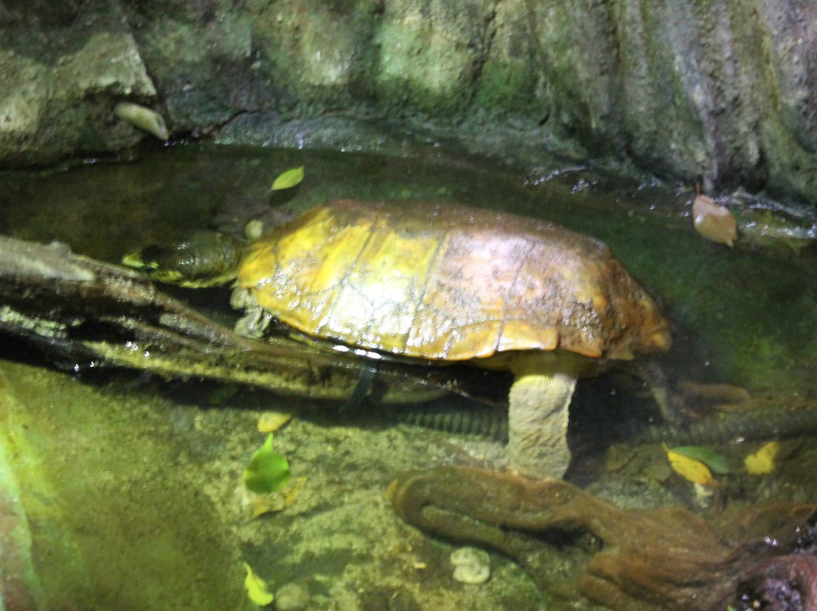 Malayan flat-shelled turtle