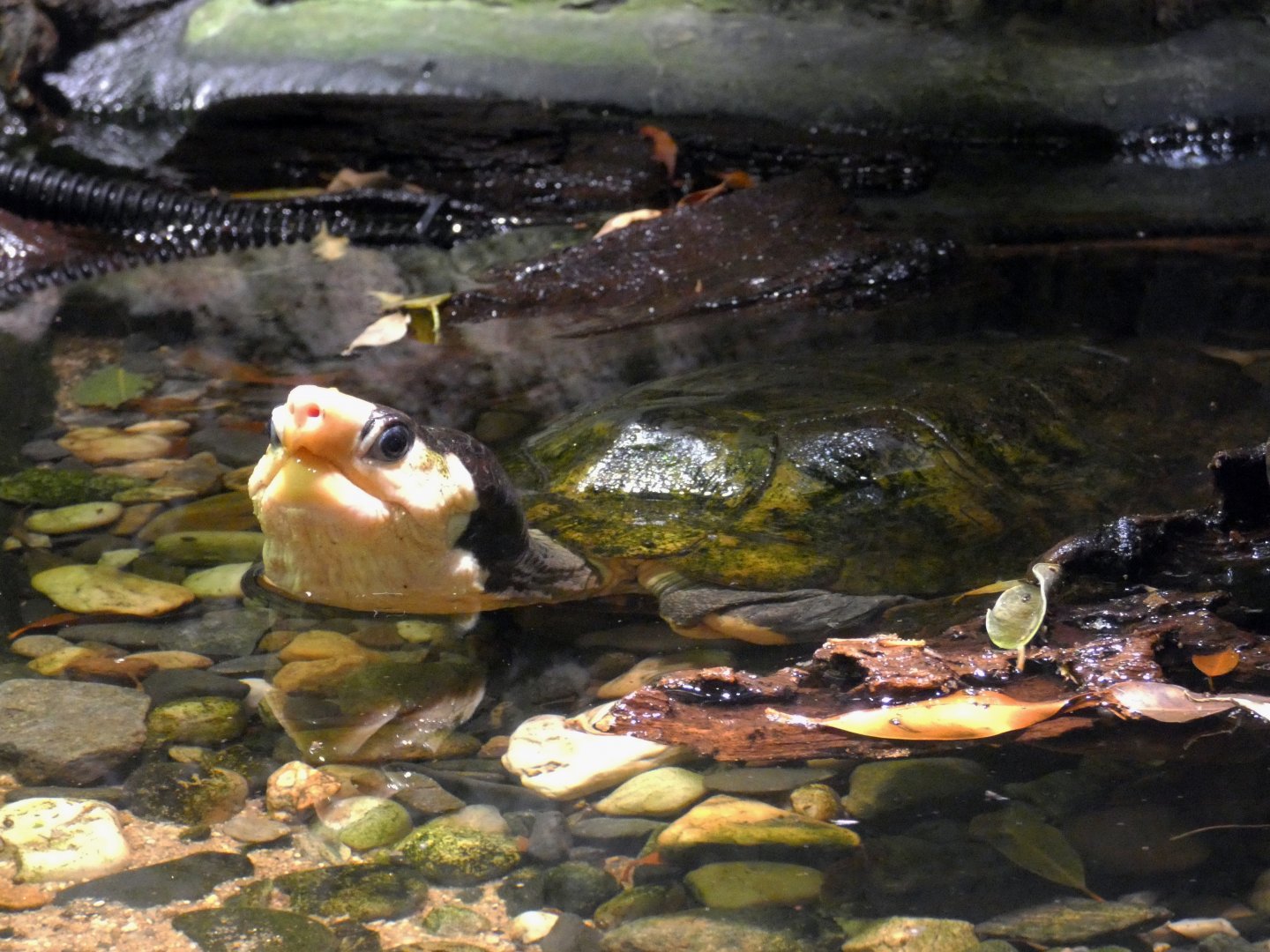 Malayan flat-shelled turtle