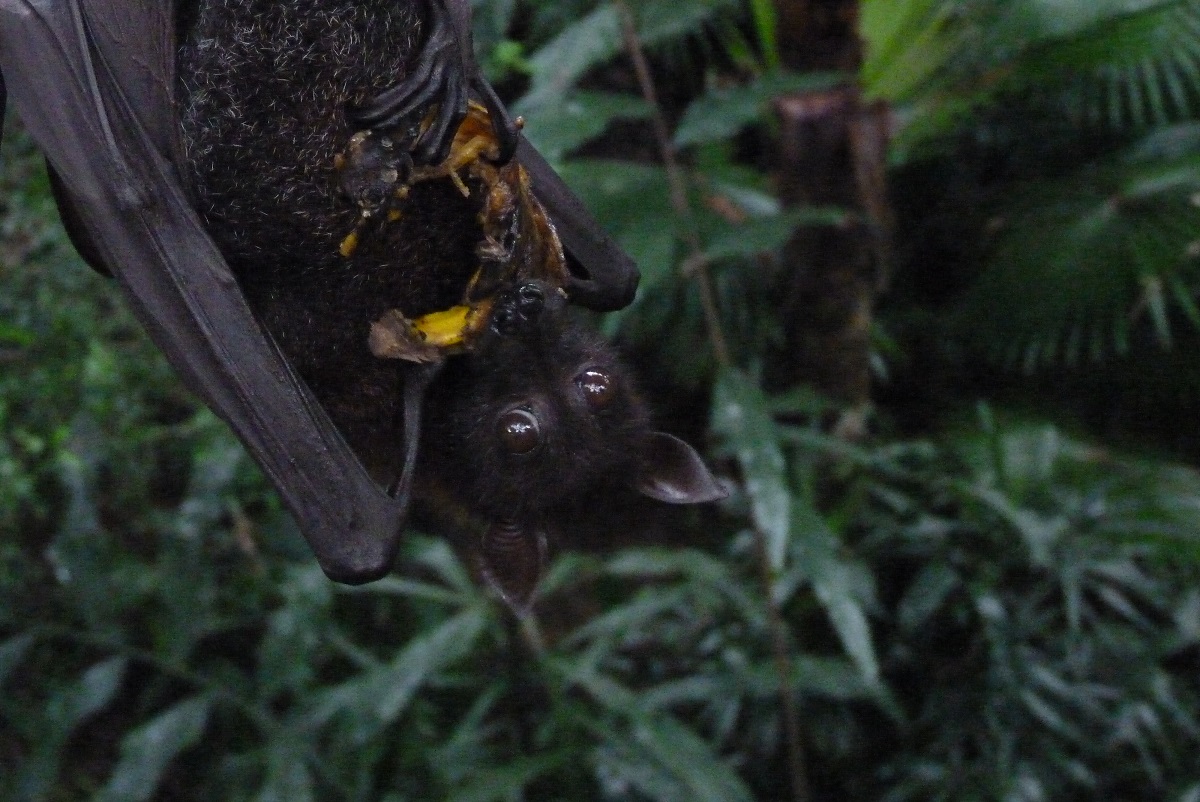 Malayan Flying Fox, December 2015