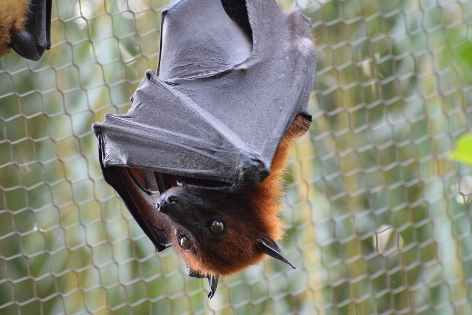 Malayan flying fox - EkoPark Piešťany