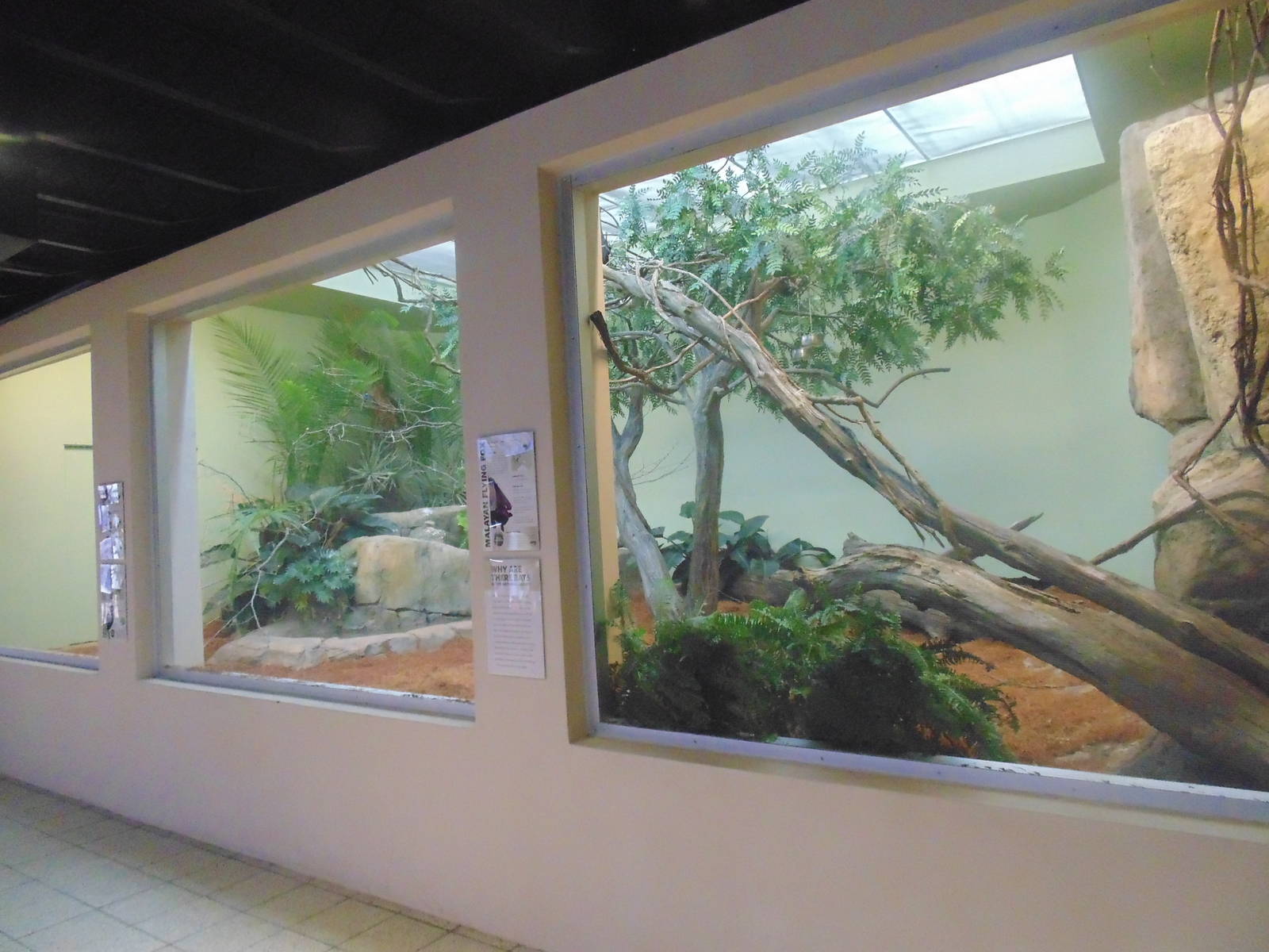 Malayan Flying Fox Exhibit