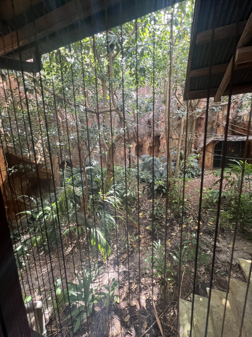 Malayan Flying Fox Exhibit