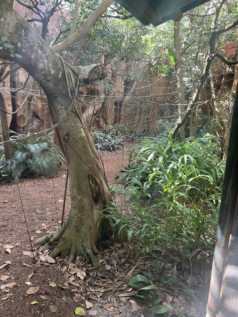 Malayan Flying Fox Exhibit