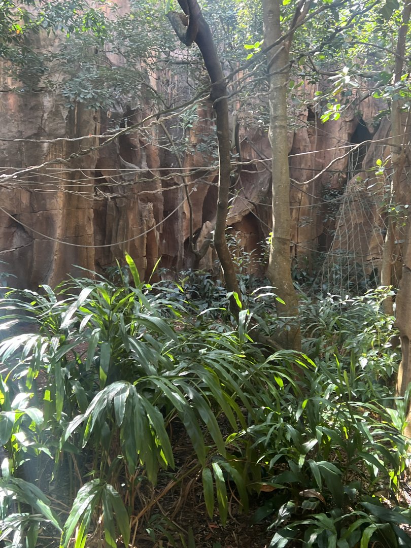 Malayan Flying Fox Exhibit