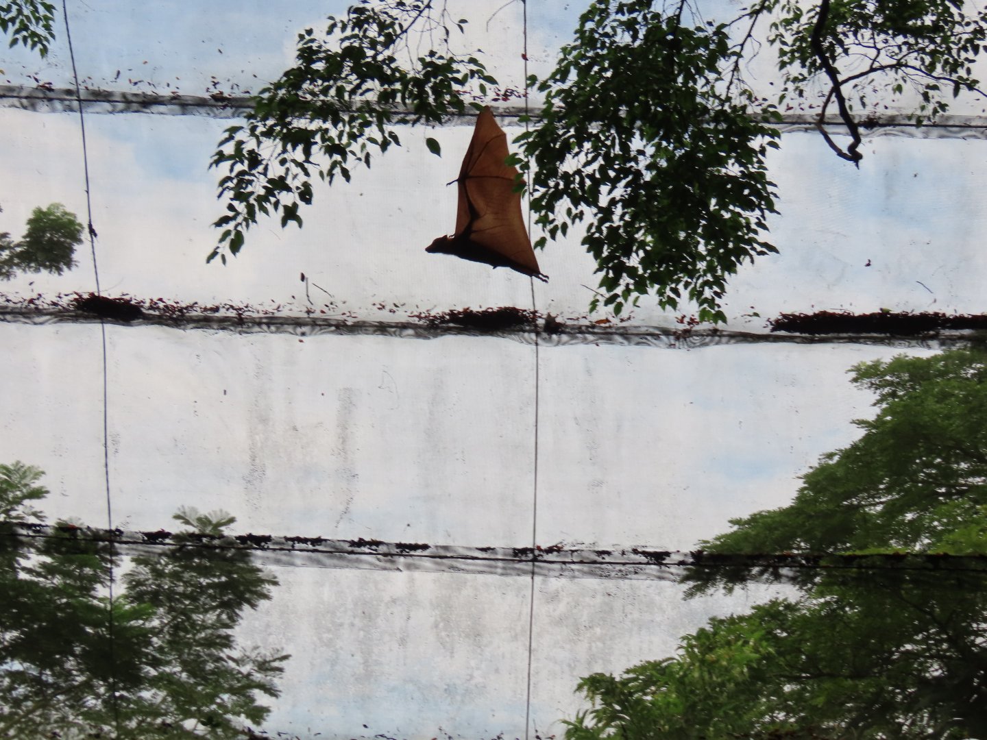 Malayan flying fox flying