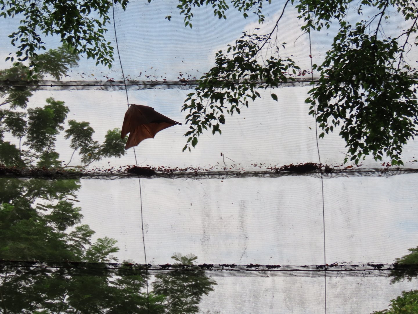Malayan flying fox flying