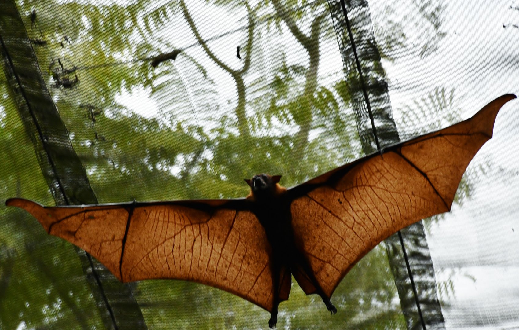 Malayan Flying Fox (Pteropus vampyrus)