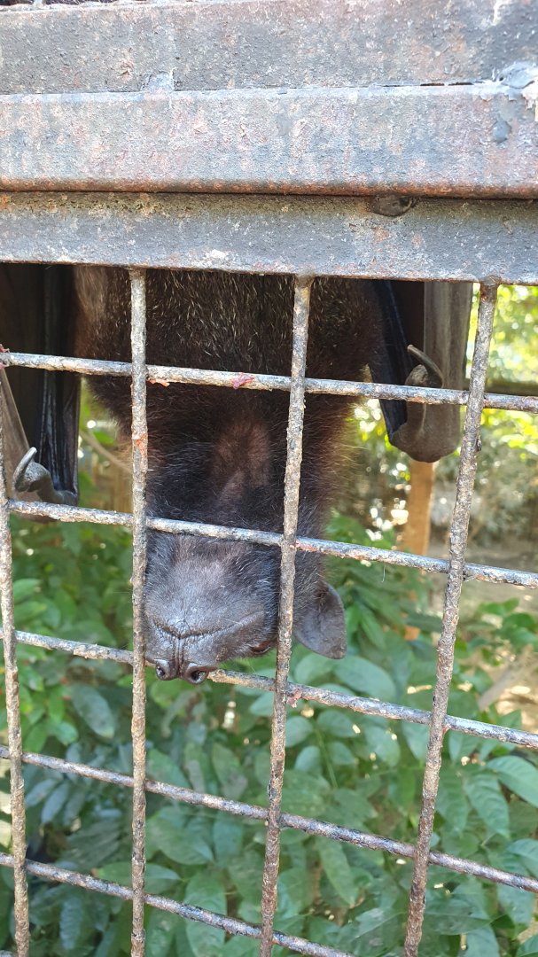 Malayan Flying Fox (Pteropus vampyrus)