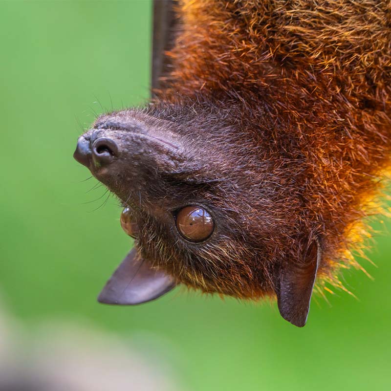 Malayan Flying Fox (Pteropus Vampyrus)