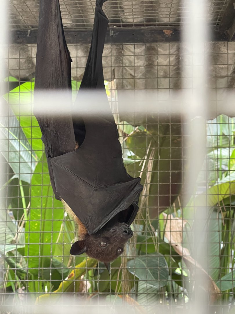 malayan flying fox (pteropus vampyrus)