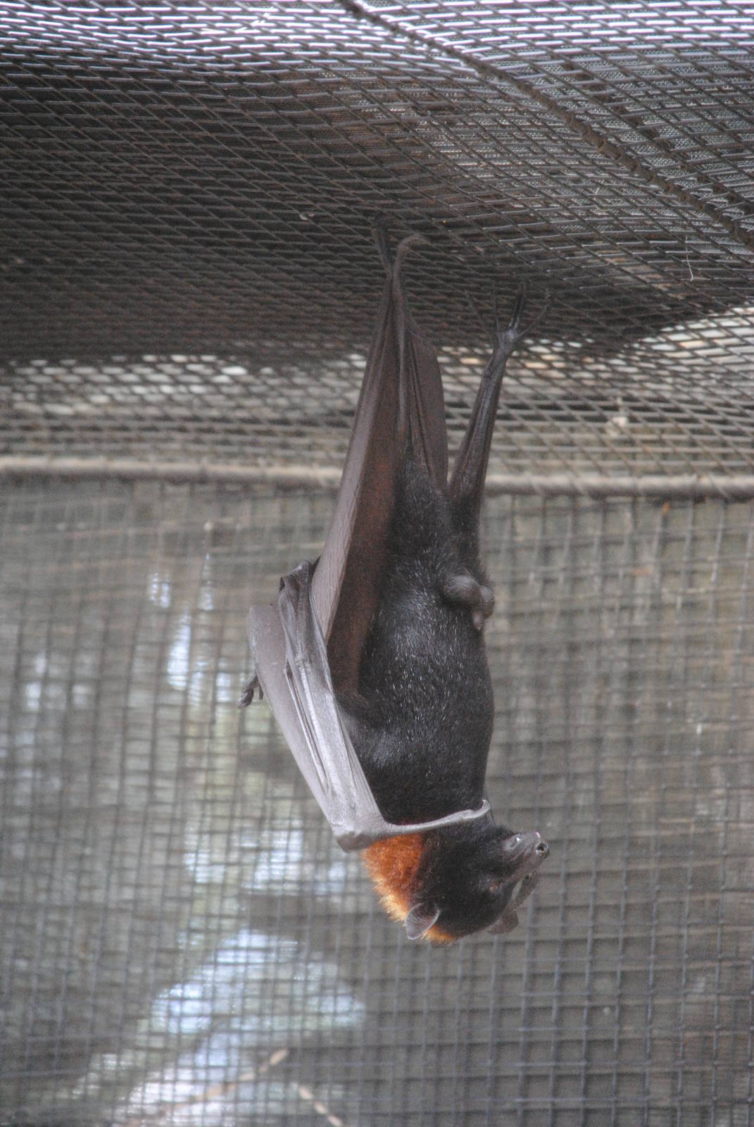 Malayan Flying Fox
