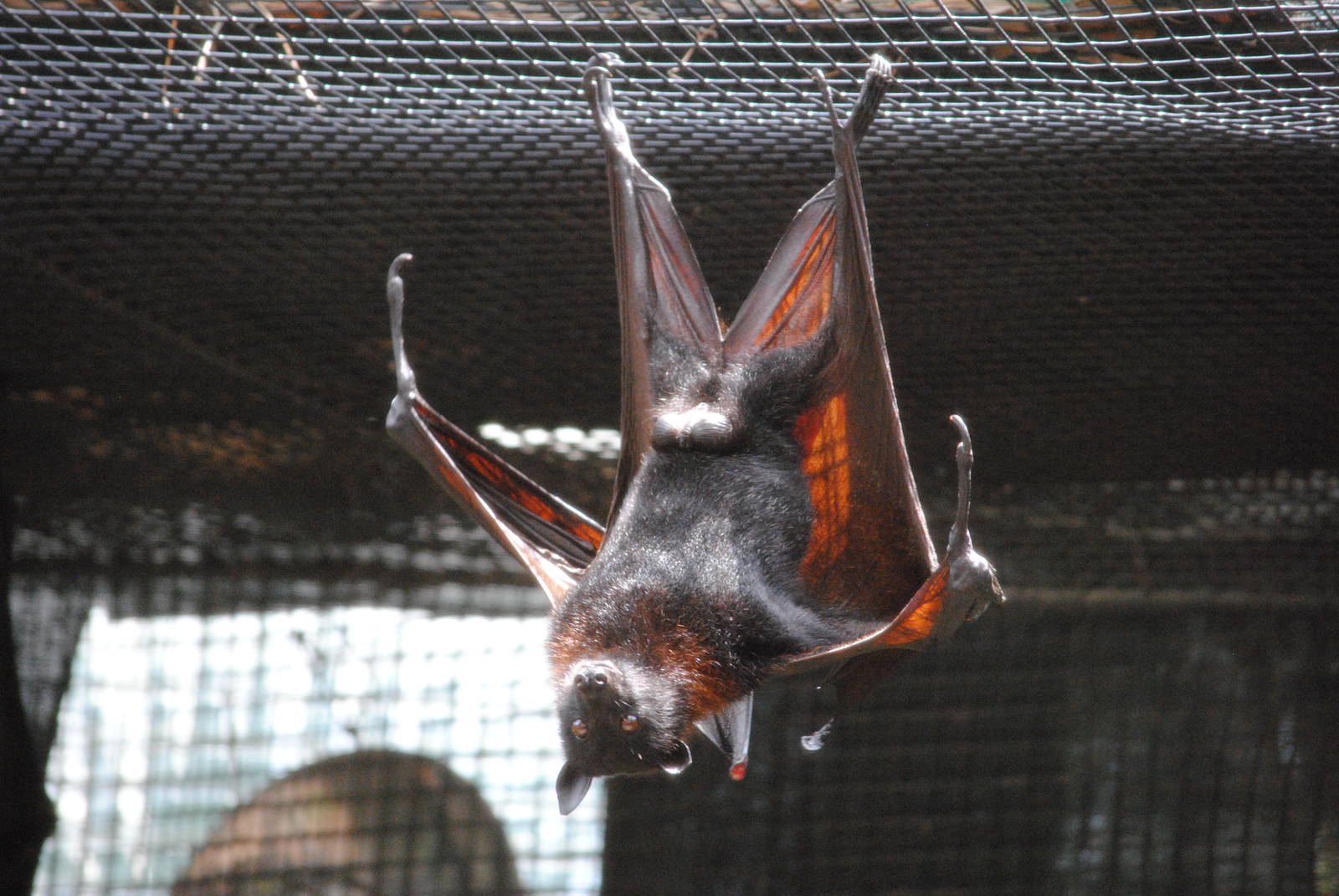 Malayan Flying Fox