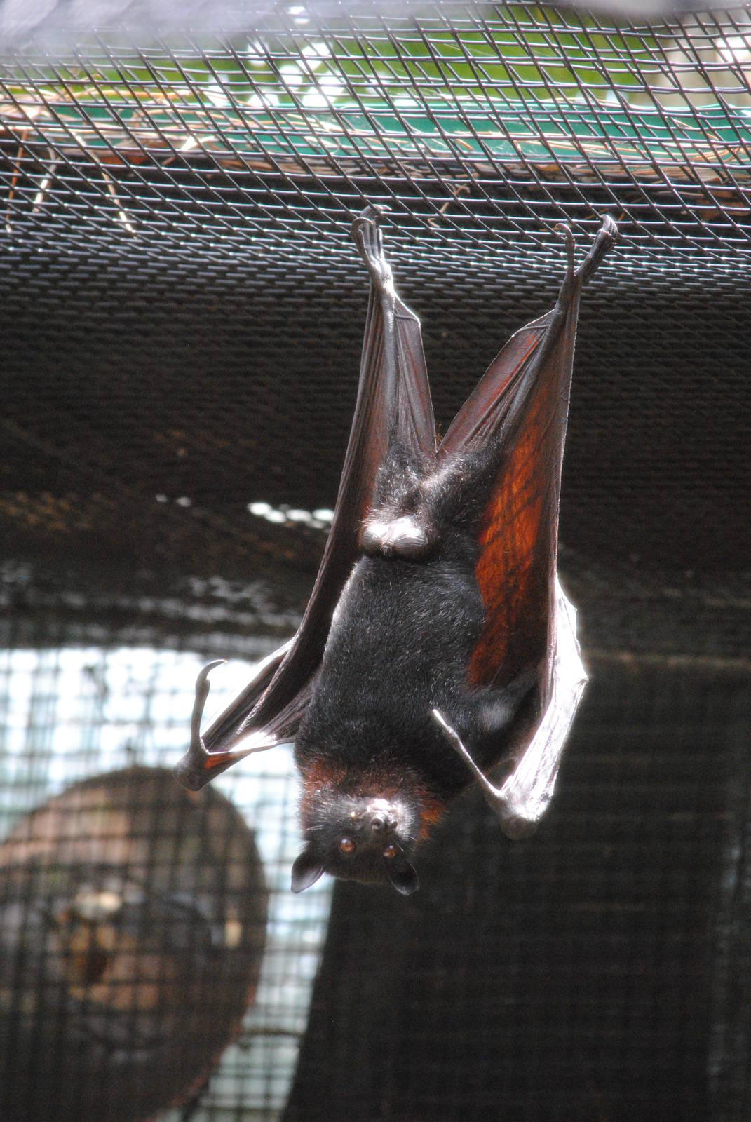 Malayan Flying Fox