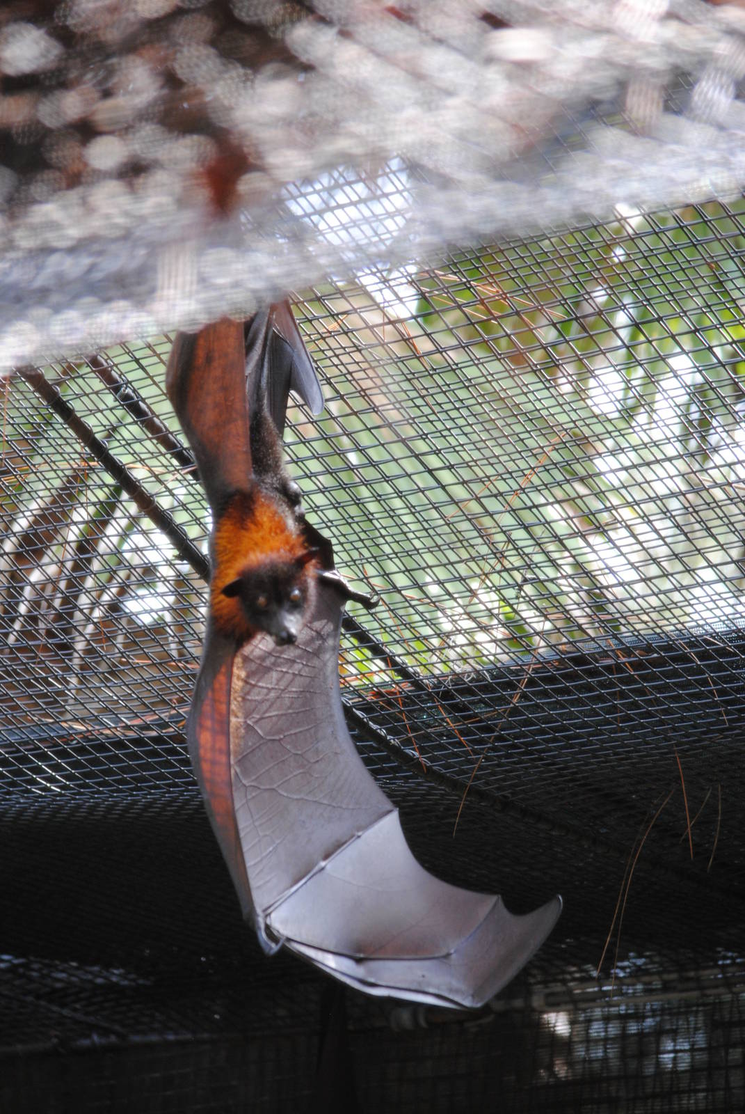 Malayan Flying Fox