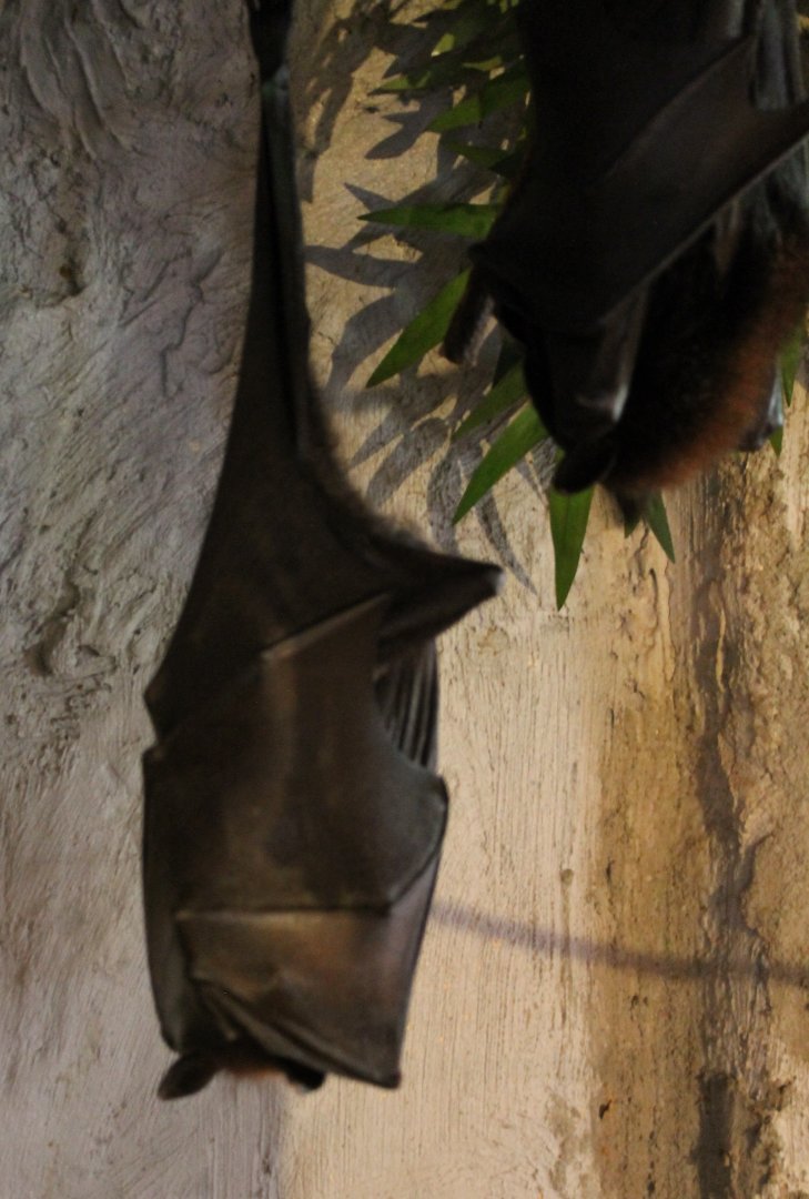 Malayan flying fox