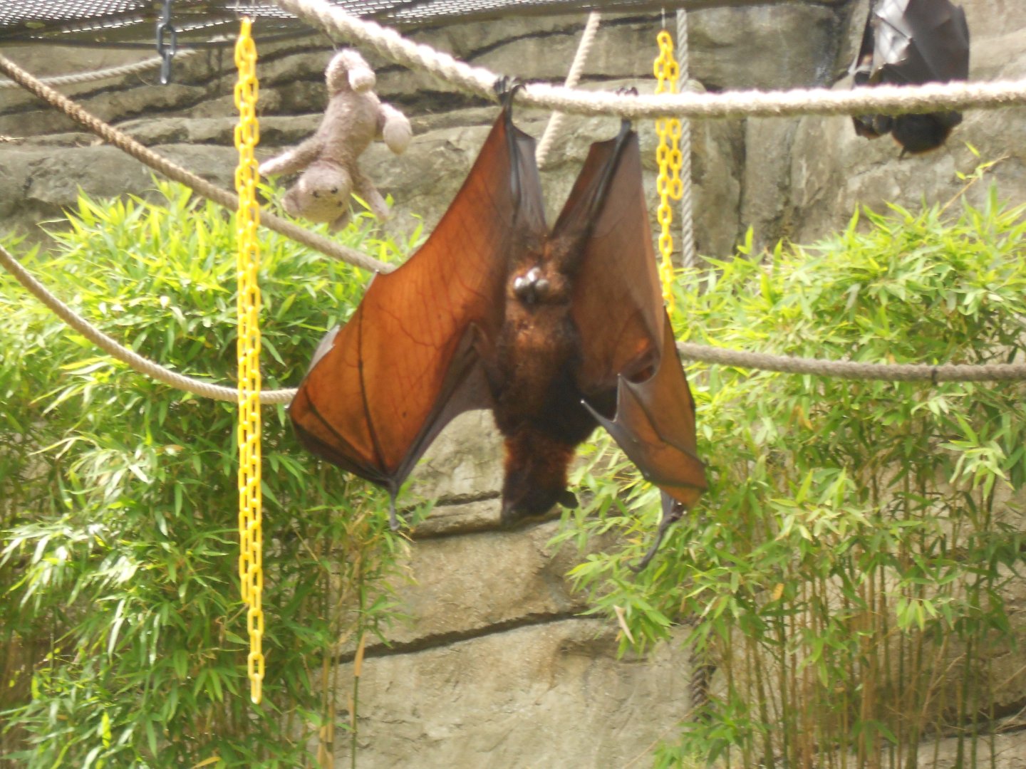 Malayan flying fox