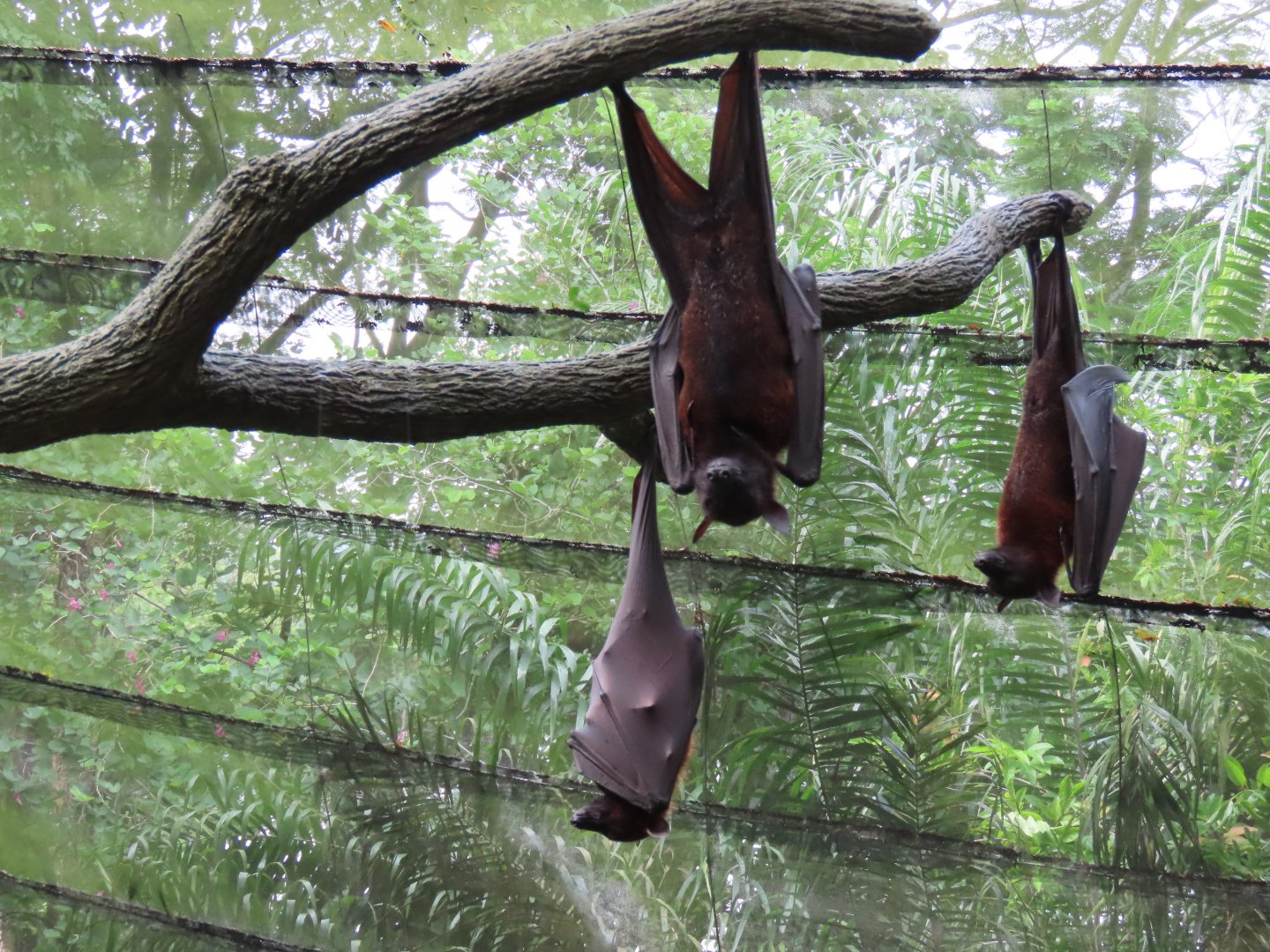 Malayan flying fox