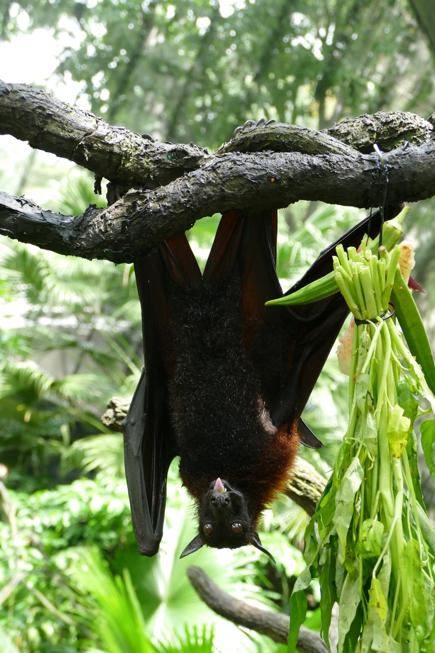 Malayan Flying Fox