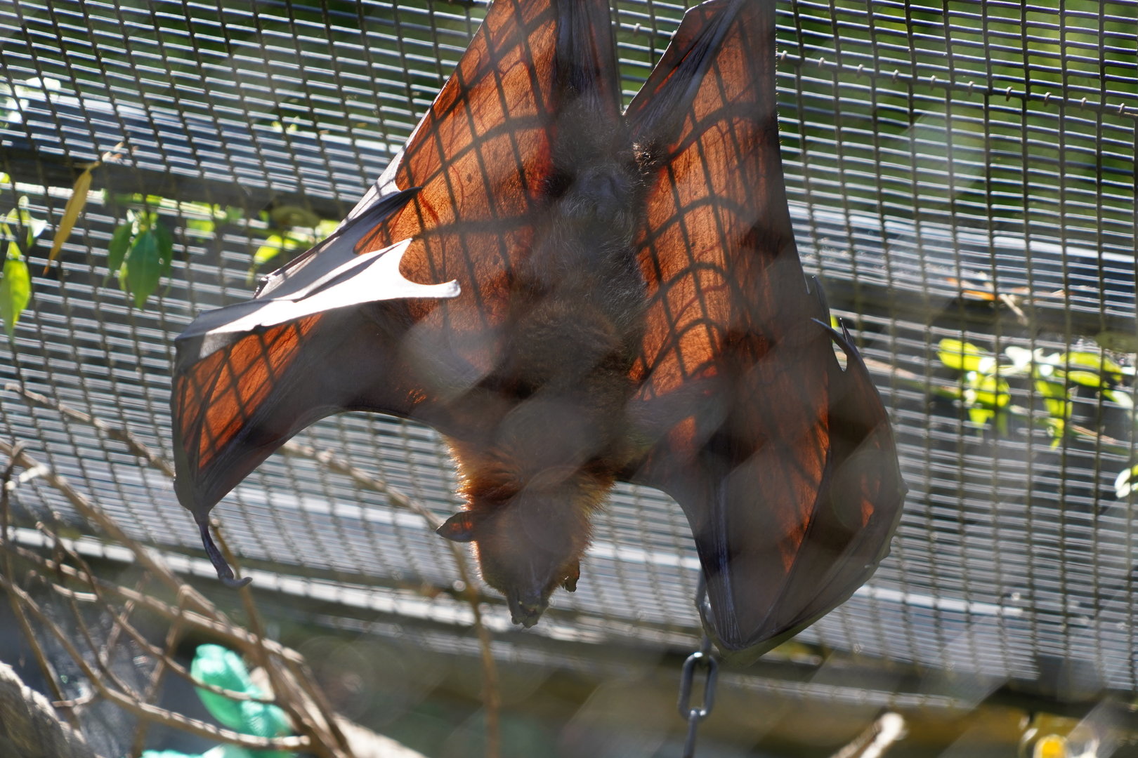 Malayan flying fox