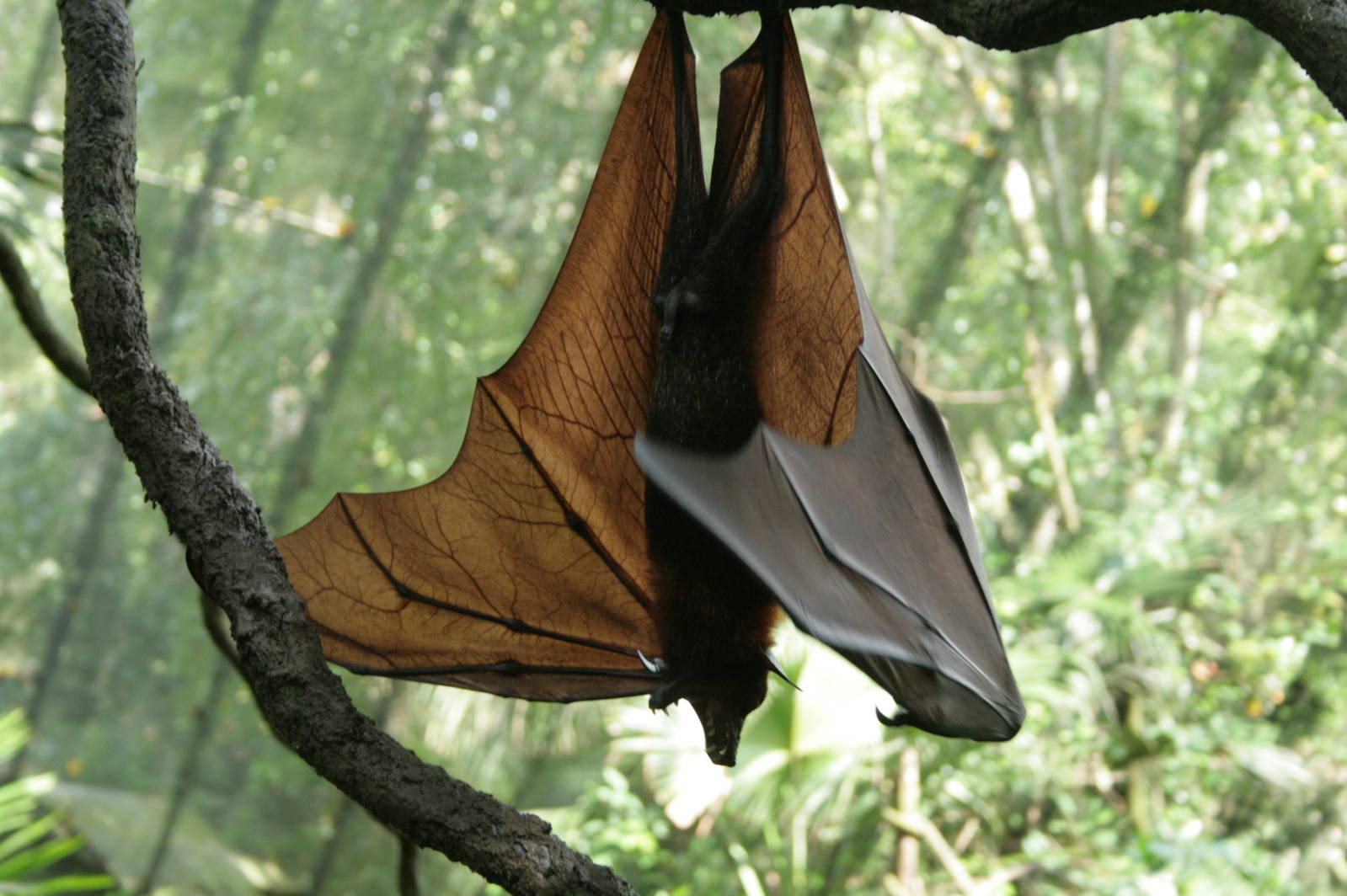 Malayan Flying Fox