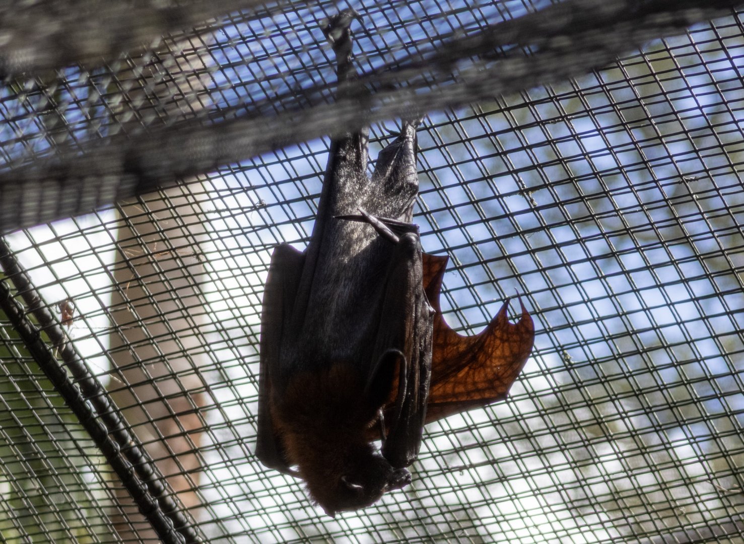 Malayan Flying Fox