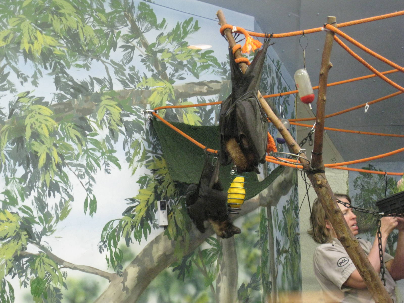 Malayan Flying-Fox