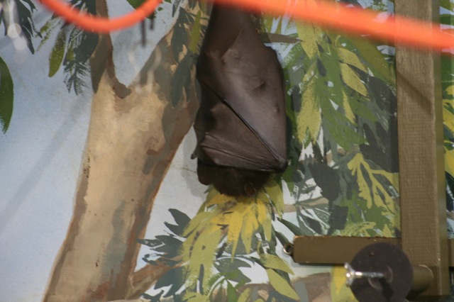 Malayan Flying Fox