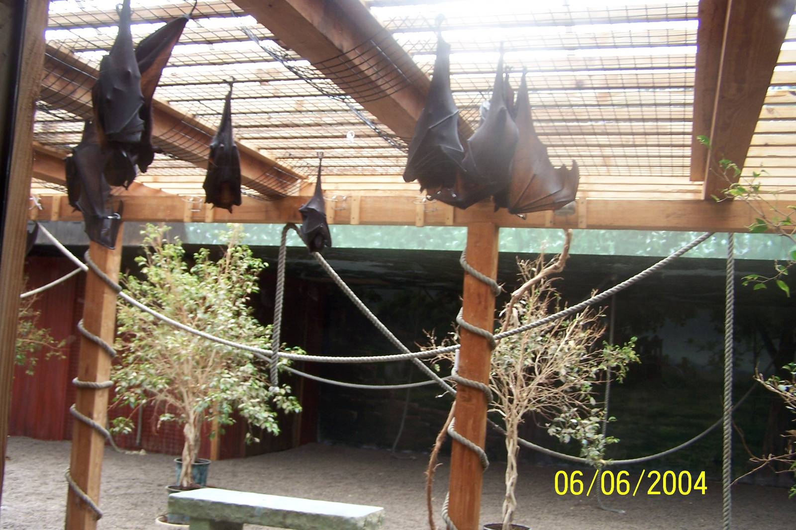 Malayan Flying Foxes ~ Asia Quest