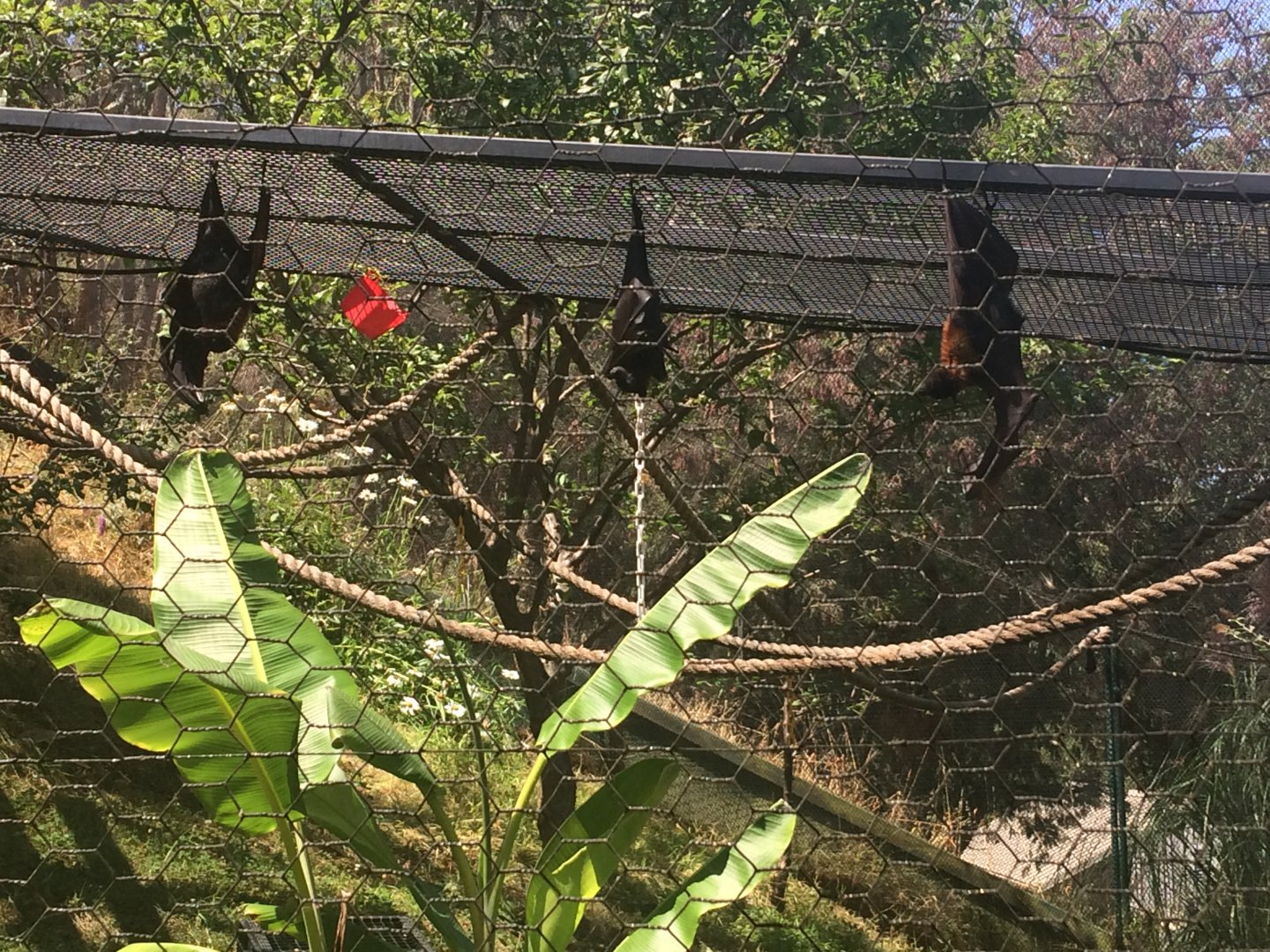 Malayan flying foxes