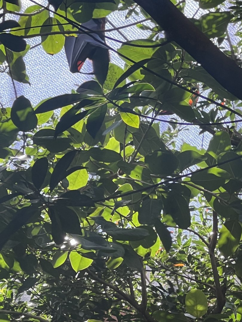 Malayan Flying Foxes