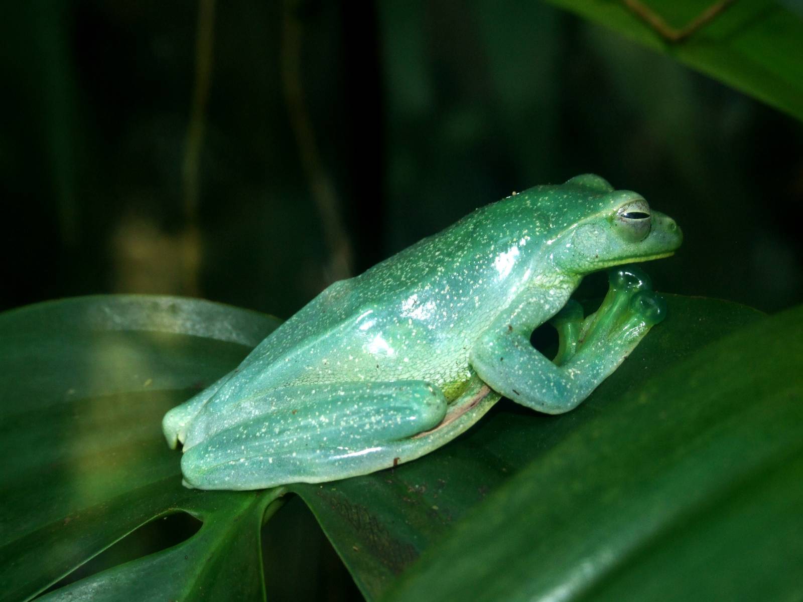 Malayan Flying Frog at Vienna, 14/06/13