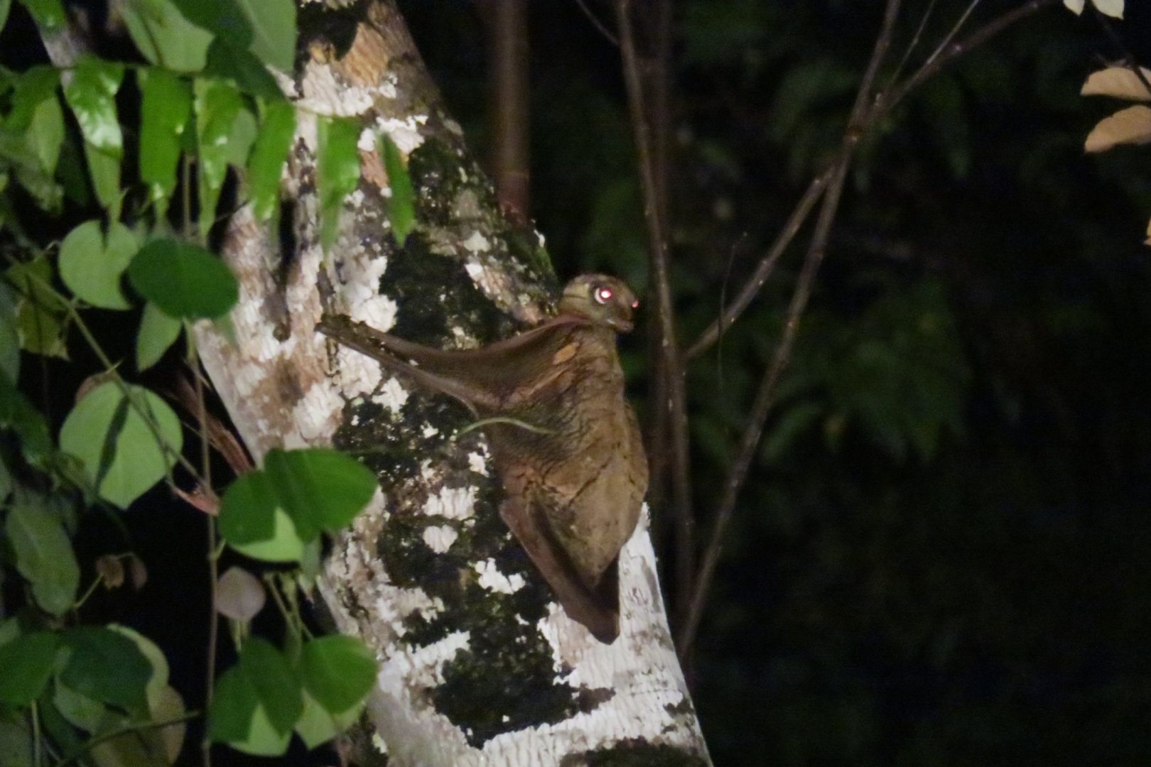Malayan flying lemur