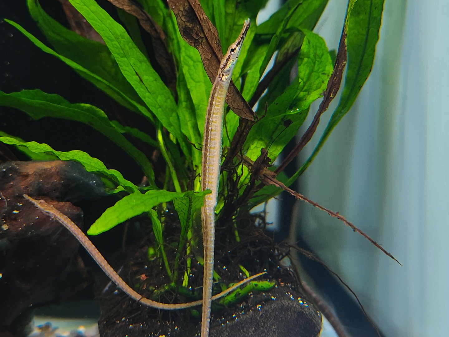 Malayan Freshwater Pipefish (Doryichthys martensii)