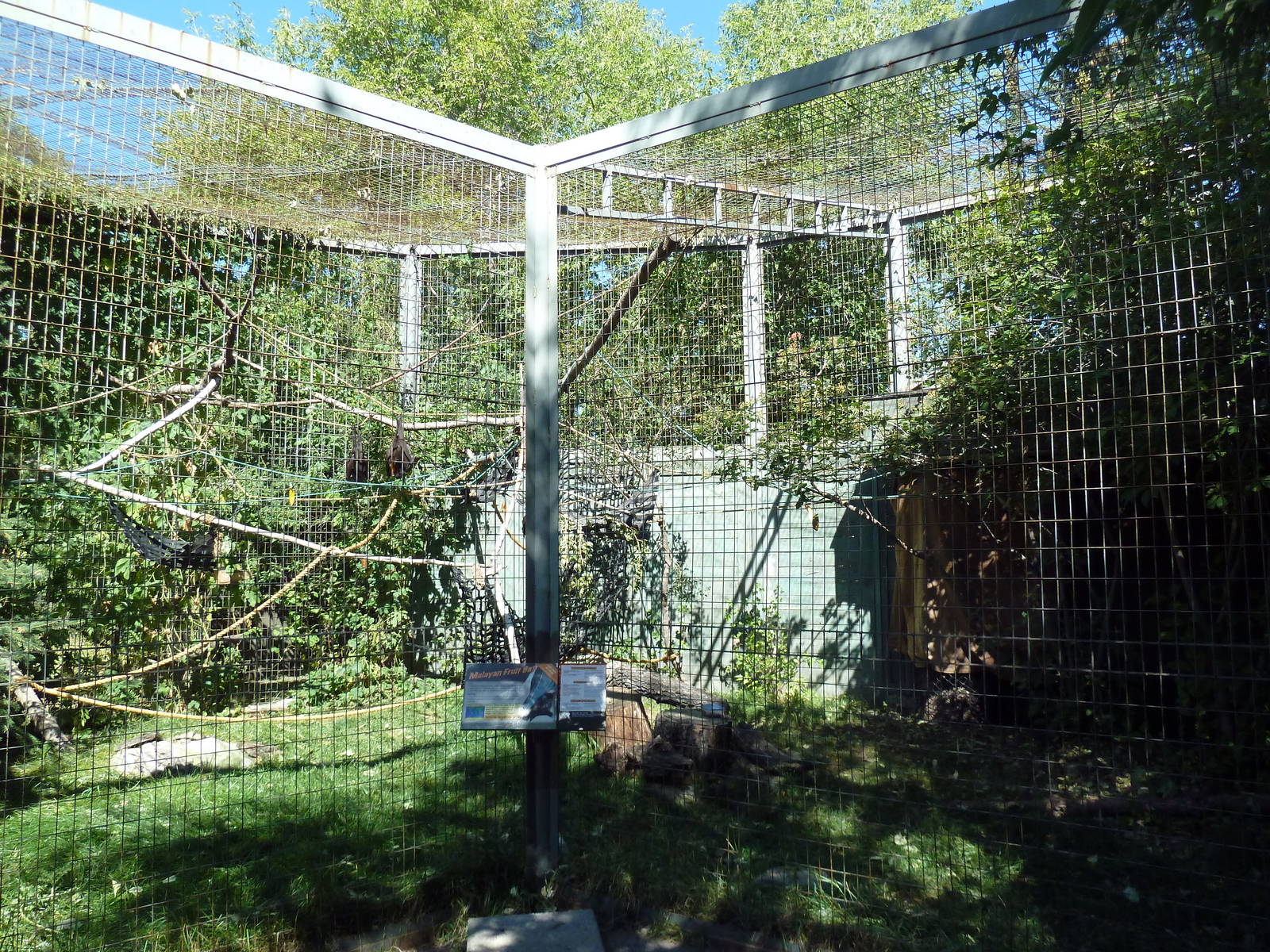 Malayan Fruit Bat Exhibit