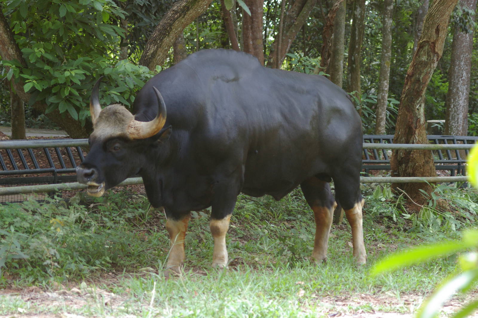 Malayan gaur (Bos gaurus hubbacki)