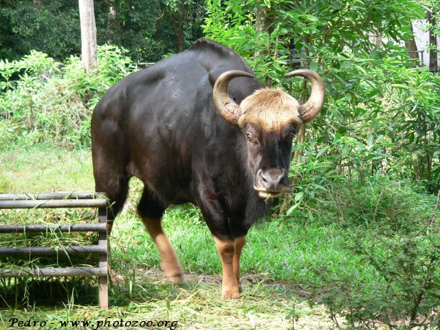 Malayan gaur (Bos gaurus hubbacki)