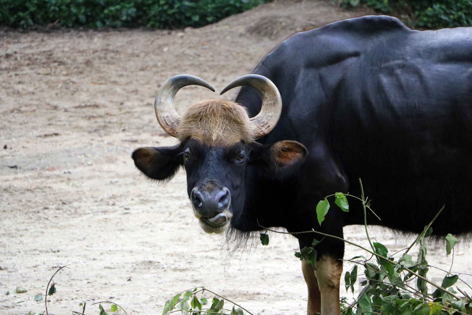 Malayan gaur, June 2016