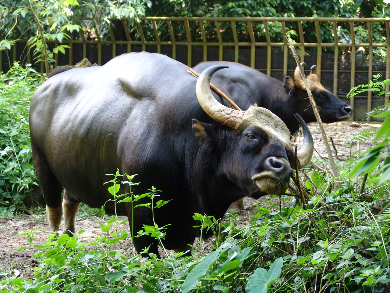 Malayan Gaur or Seladang (Bos gaurus hubbacki)