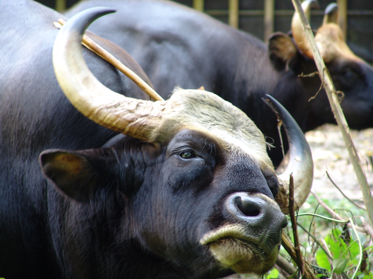 Malayan Gaur or Seladang (Bos gaurus hubbacki)