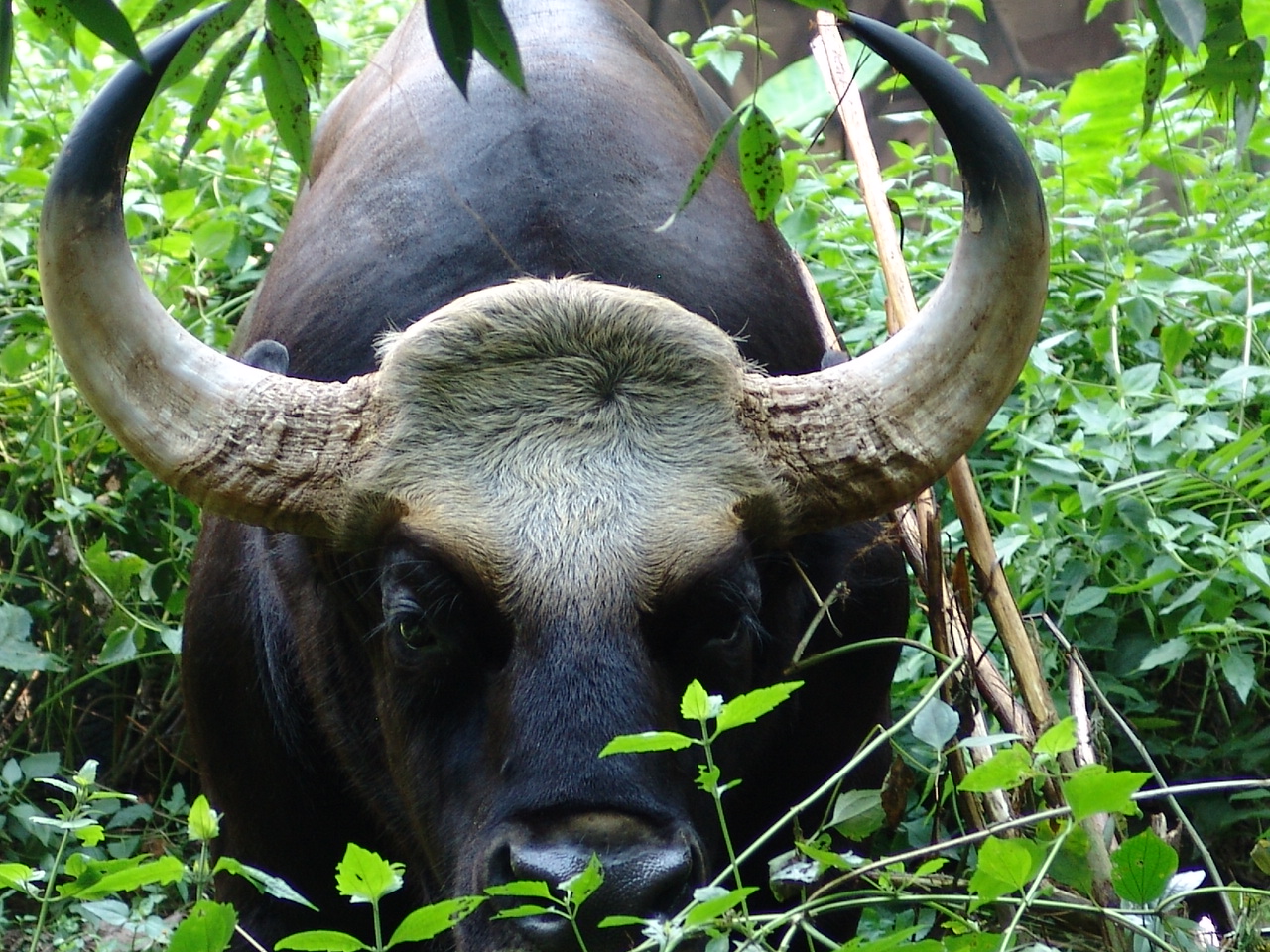 Malayan Gaur or Seladang (Bos gaurus hubbacki)