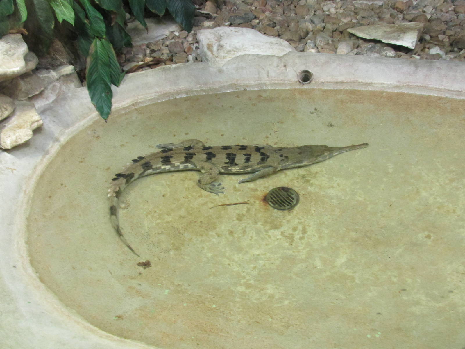 malayan gharial houston zoo