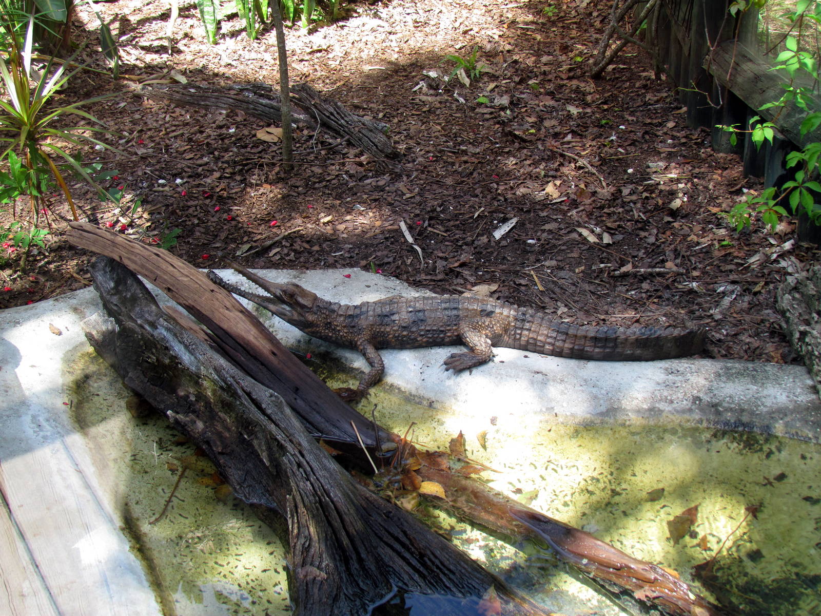 Malayan Gharial (juvenile)