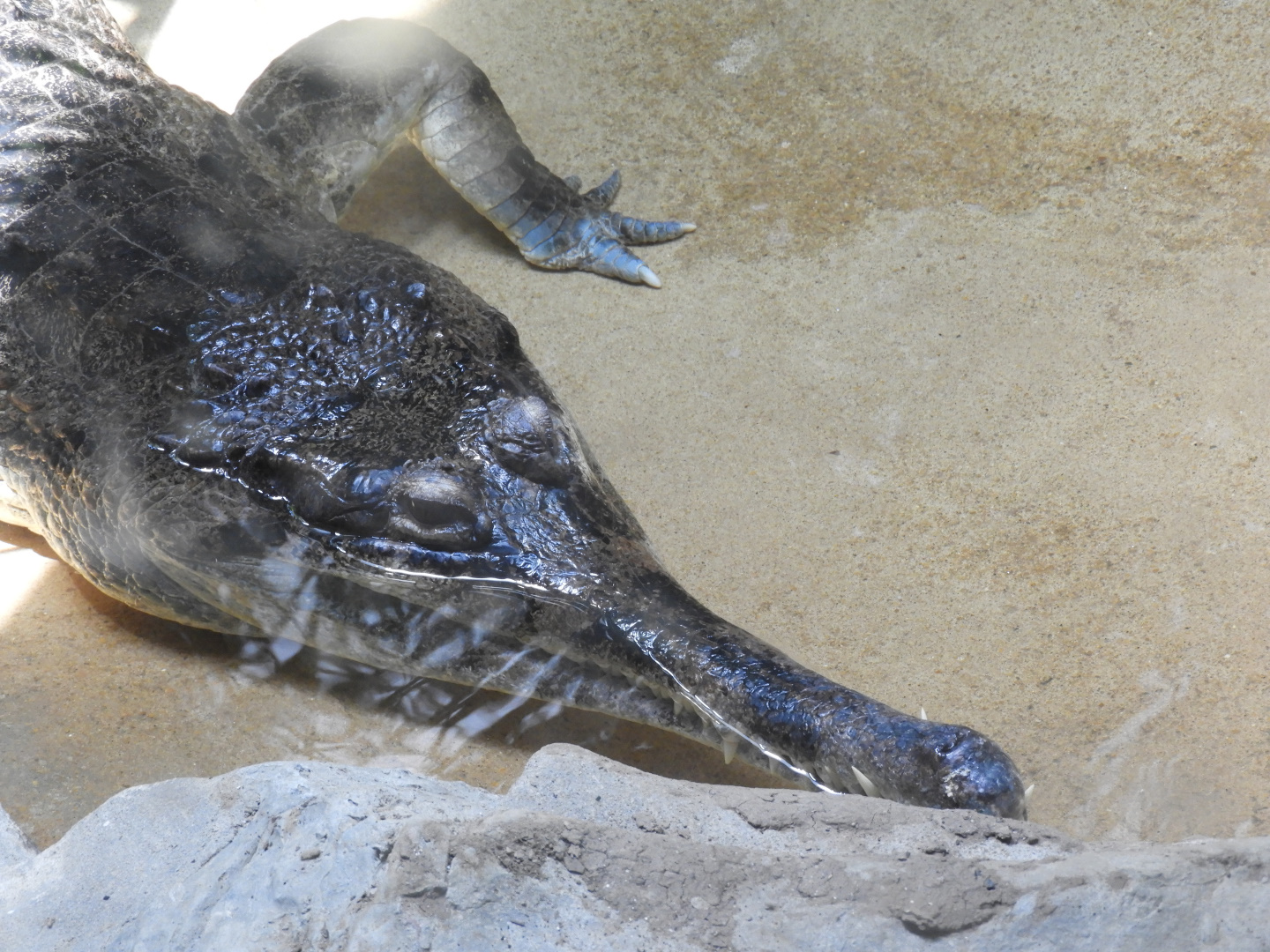 Malayan Gharial (Tomistoma schlegelii)