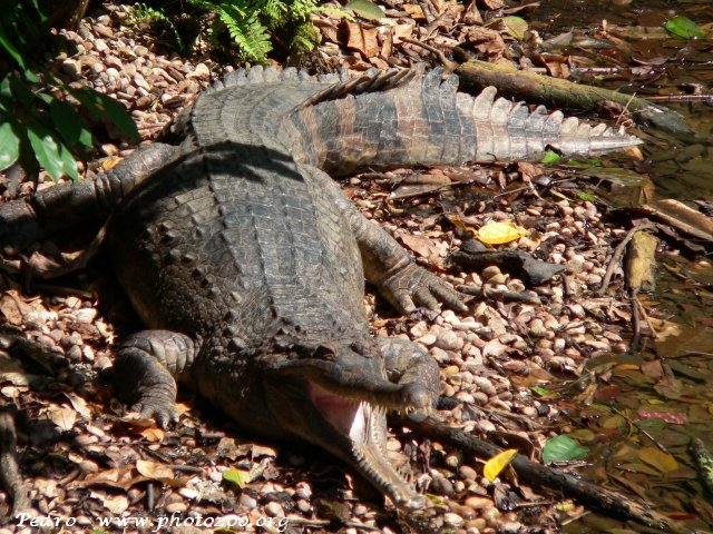 Malayan gharial (Tomistoma schlegheli)