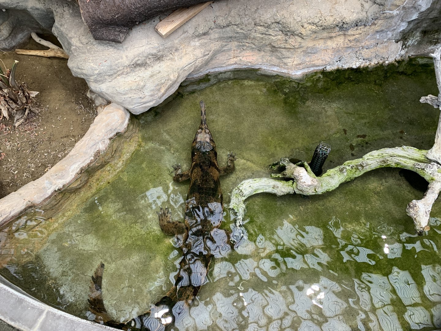 Malayan Gharial