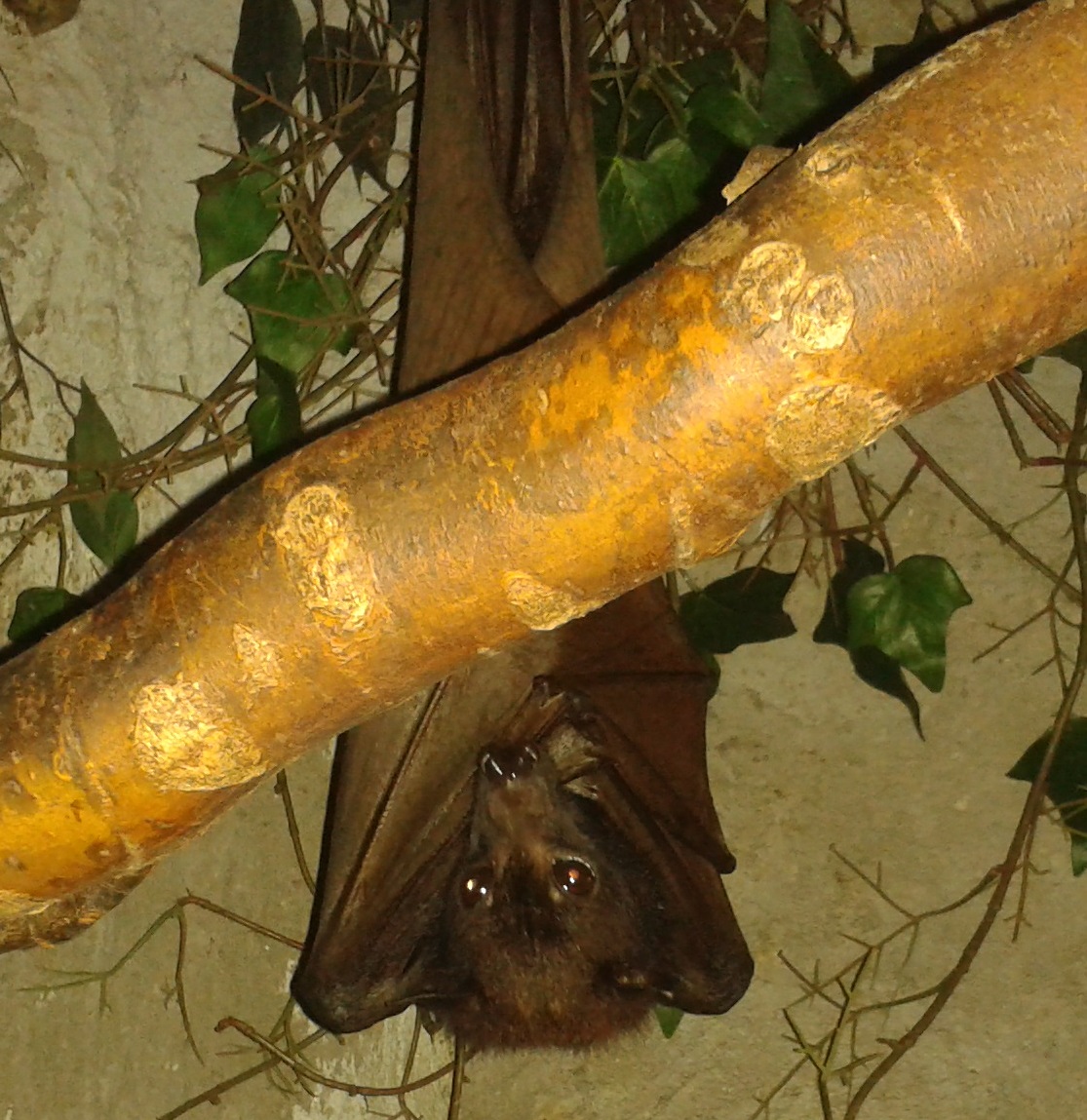 Malayan Giant Flying fox