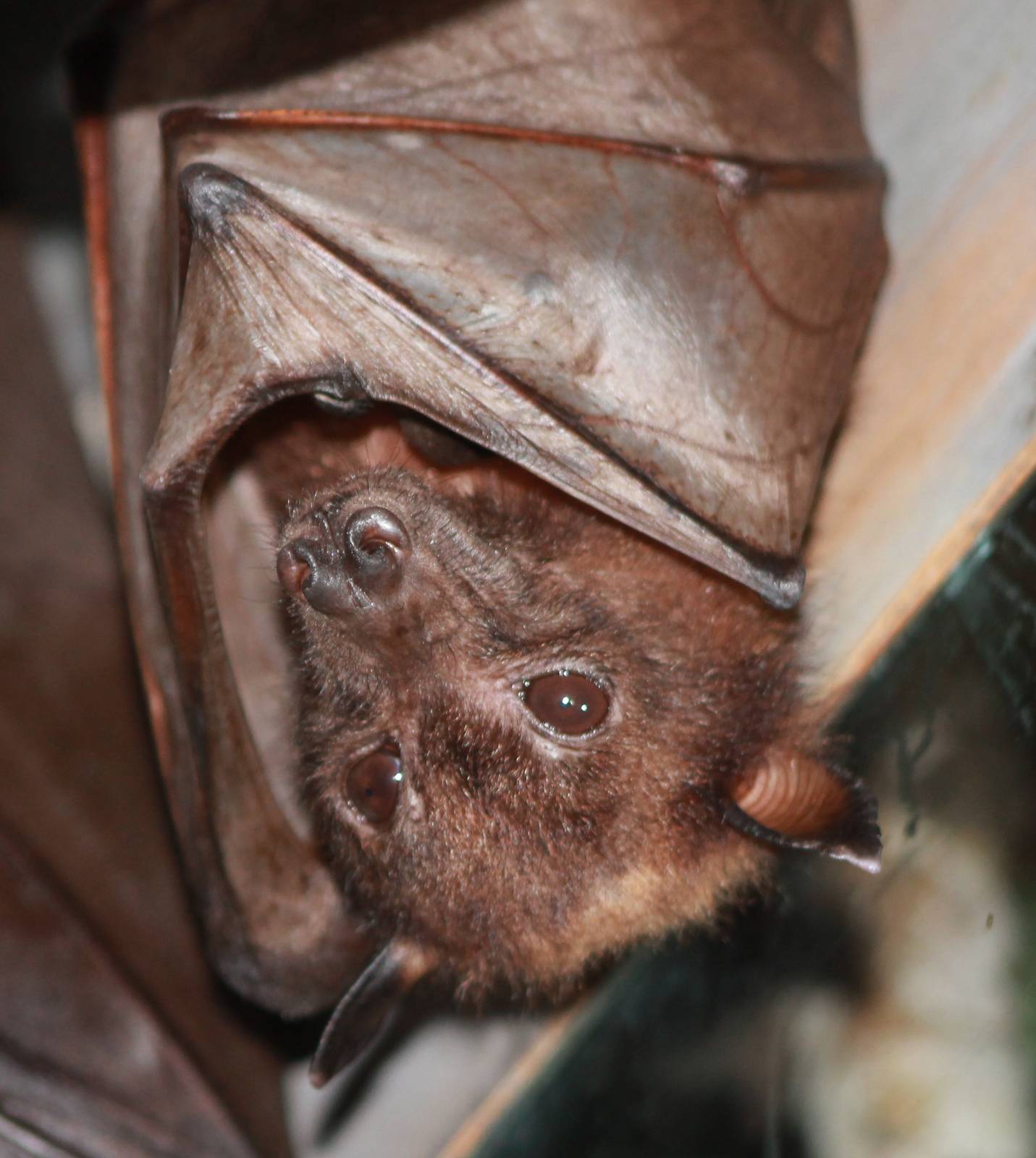 Malayan Giant Flying Fox