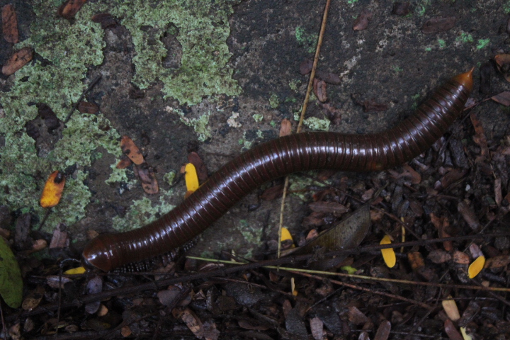 Malayan giant millipede (Thyropygus cf. pachyurus)