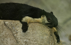 Malayan Giant Squirrel - Ratufa bicolor - Melaka Zoo - 2009