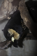 Malayan Giant Squirrel - Ratufa bicolor - Melaka Zoo - 2009